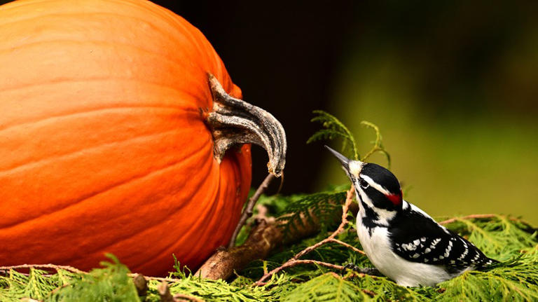 Easily repurpose a pumpkin into the perfect DIY bird feeder this fall