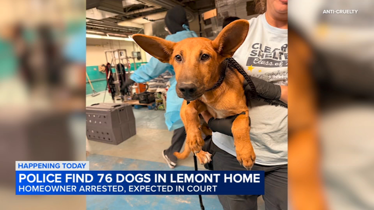 Man accused of keeping 76 dogs in Lemont due in court on animal cruelty ...