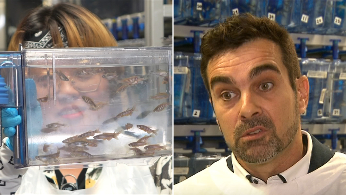 Australian researchers use zebrafish to unlock secrets of psychiatric ...