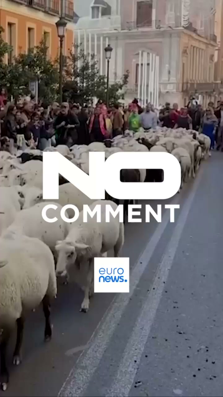 Thousands of sheep take over Madrid's streets for Transhumance Festival