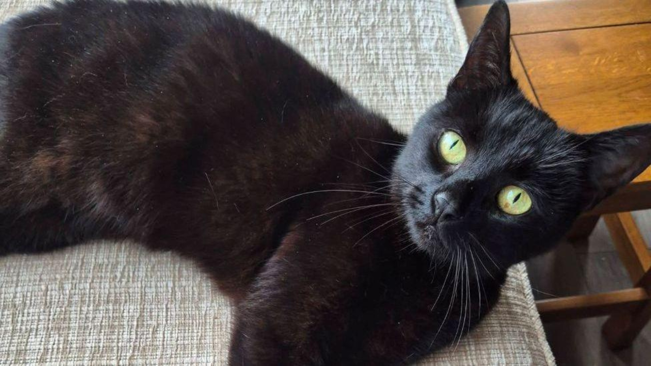 A cat vanished in a 2020 crash; six years later, a microchip brought ...