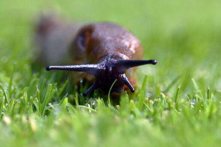 Get rid of slugs for good and protect your garden plants with 5 natural ...