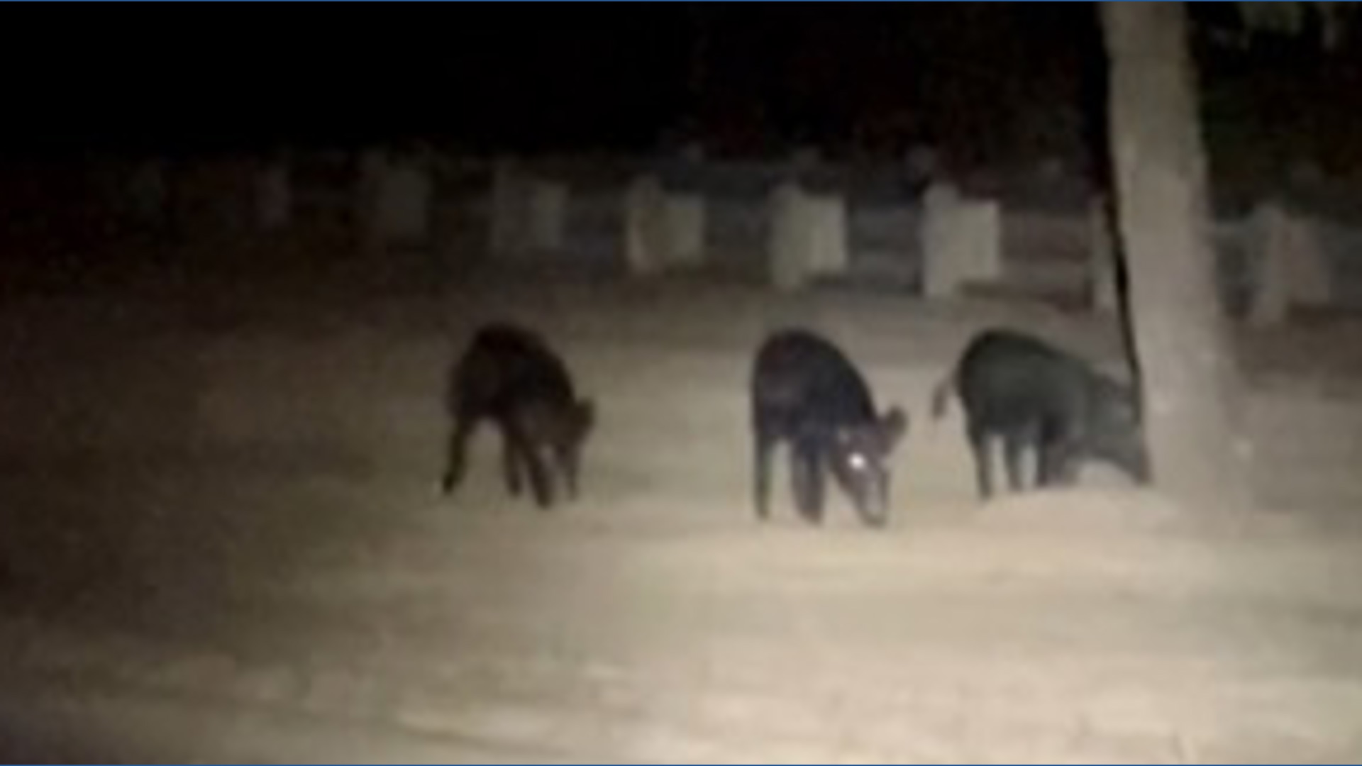 Group of feral hogs spotted early Monday in northeast Austin