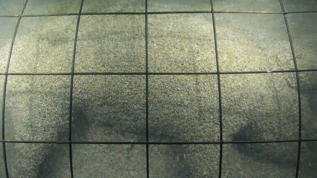 Sixgill sharks disrupt a deep-sea experiment studying animal decomposition