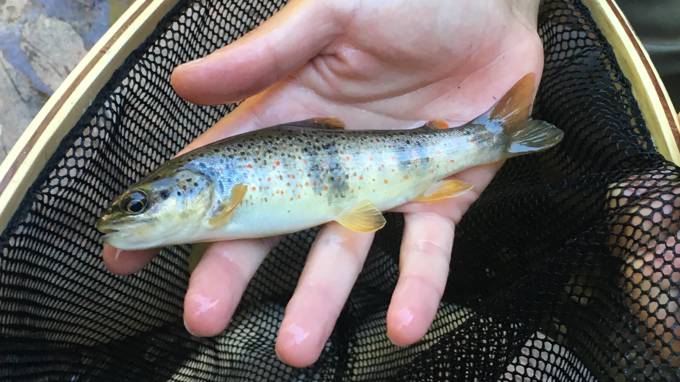 5 trout of the world