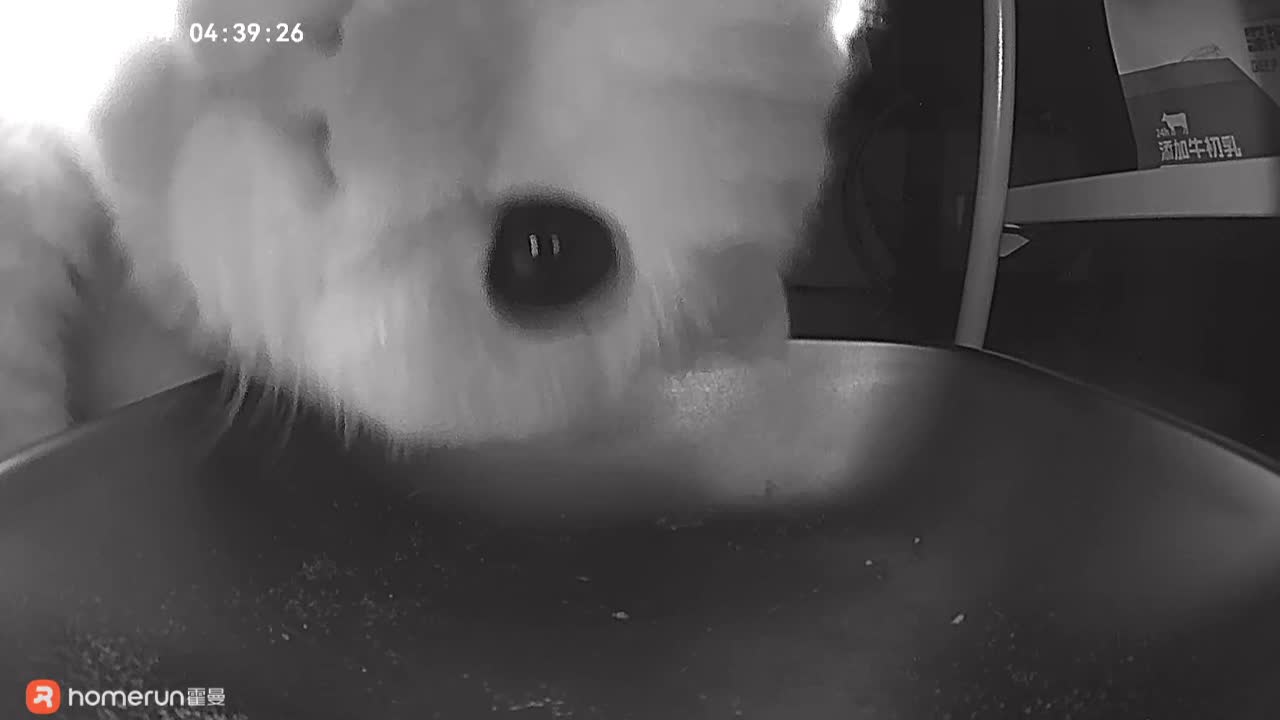 Adorable cat taps an empty food bowl and feeder for a late-night meal ...