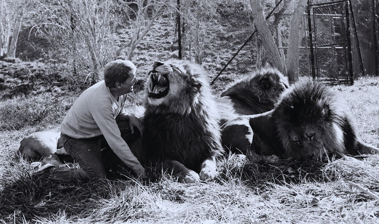 The 1981 film Roar was supposed to be a lighthearted comedy—but behind ...