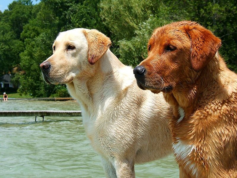 Your dog keeps begging after a full meal? These 10 breeds may explain ...