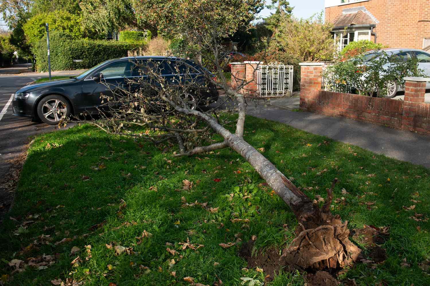 2 men killed by falling trees as storms bring 'devastating' high winds ...