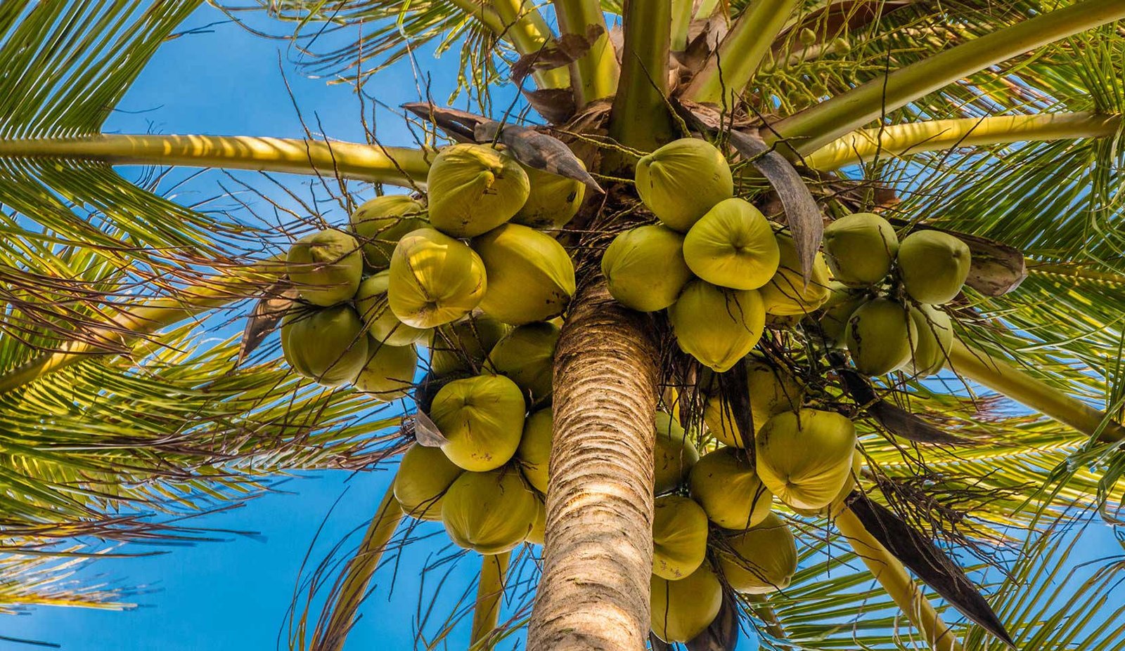 Philippines ships 32,000 young coconuts to Liberia, eyes West African ...