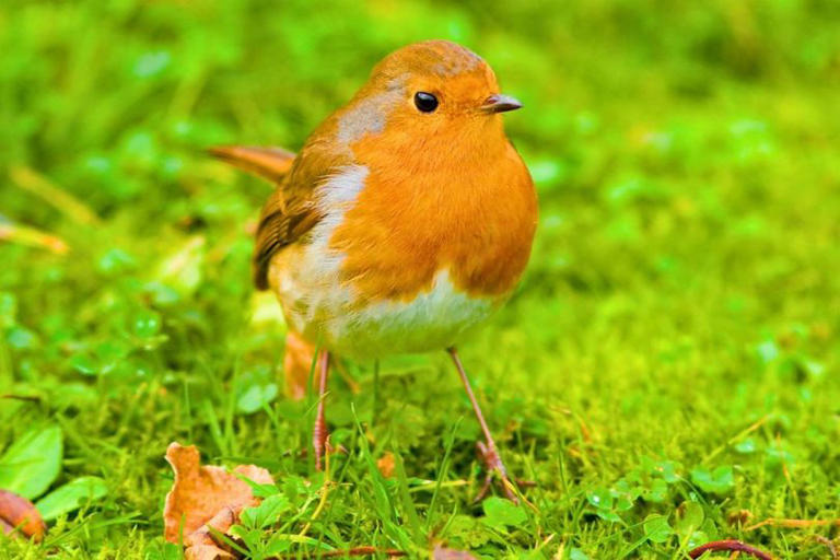 Robins will visit gardens if you swap seeds for a more natural item instead