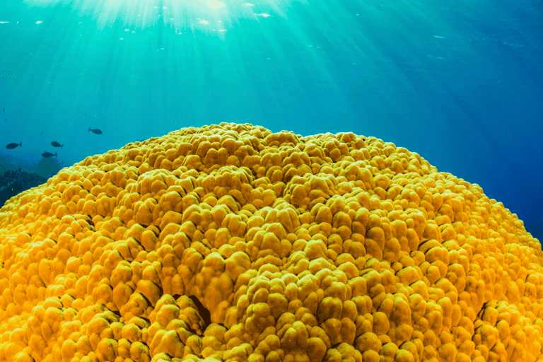 Corals keep a record of pollution, pointing to a new monitoring method ...
