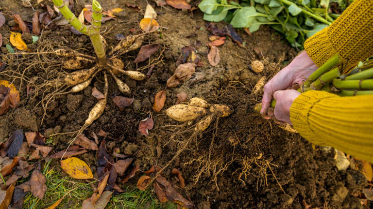 5 dahlia tuber mistakes to avoid this fall