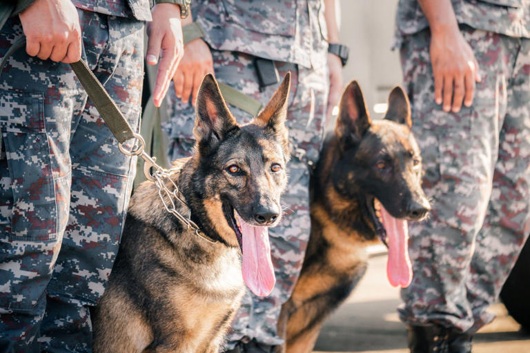 Startup plans cloned super dogs for battlefield