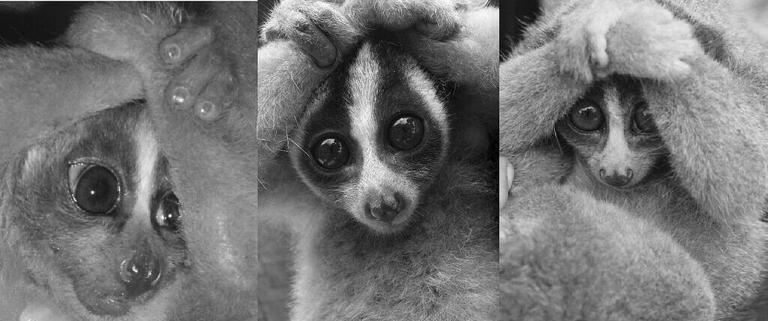 Scientists thought this venomous primate might be extinct. It was ...