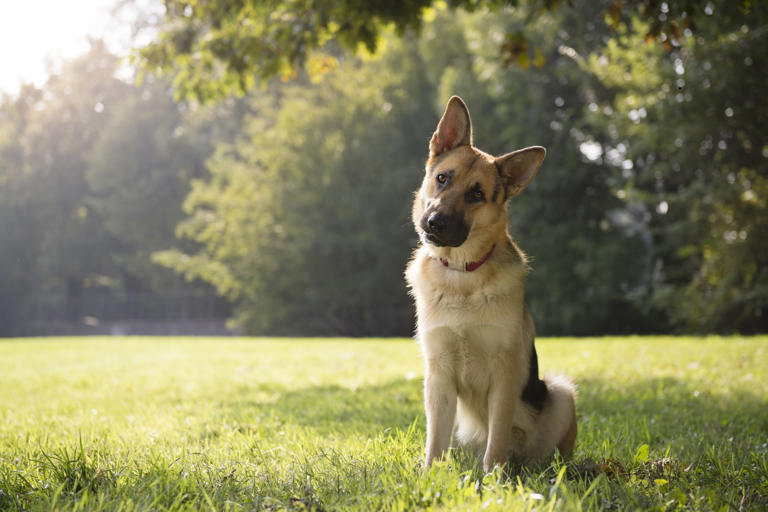 Most expensive dogs 2026: These are the 10 most expensive breeds of ...
