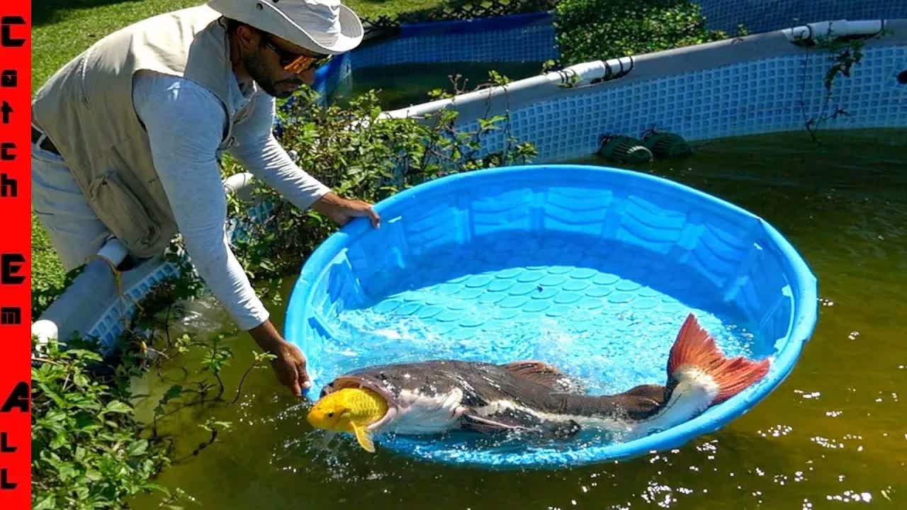 Big Red the redtail catfish is moved out of a shared pond after fish ...