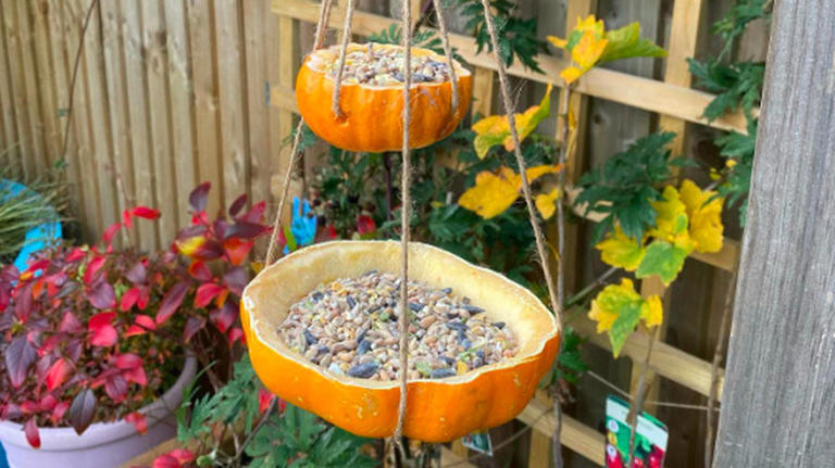 Easily repurpose a pumpkin into the perfect DIY bird feeder this fall