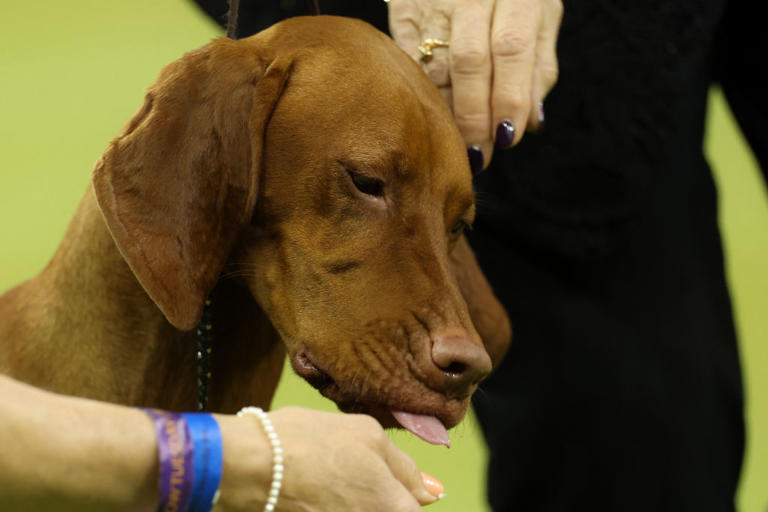 Most expensive dogs 2026: These are the 10 most expensive breeds of ...