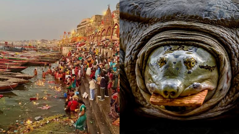 The Indian government once released 25,000 flesh-eating turtles into ...