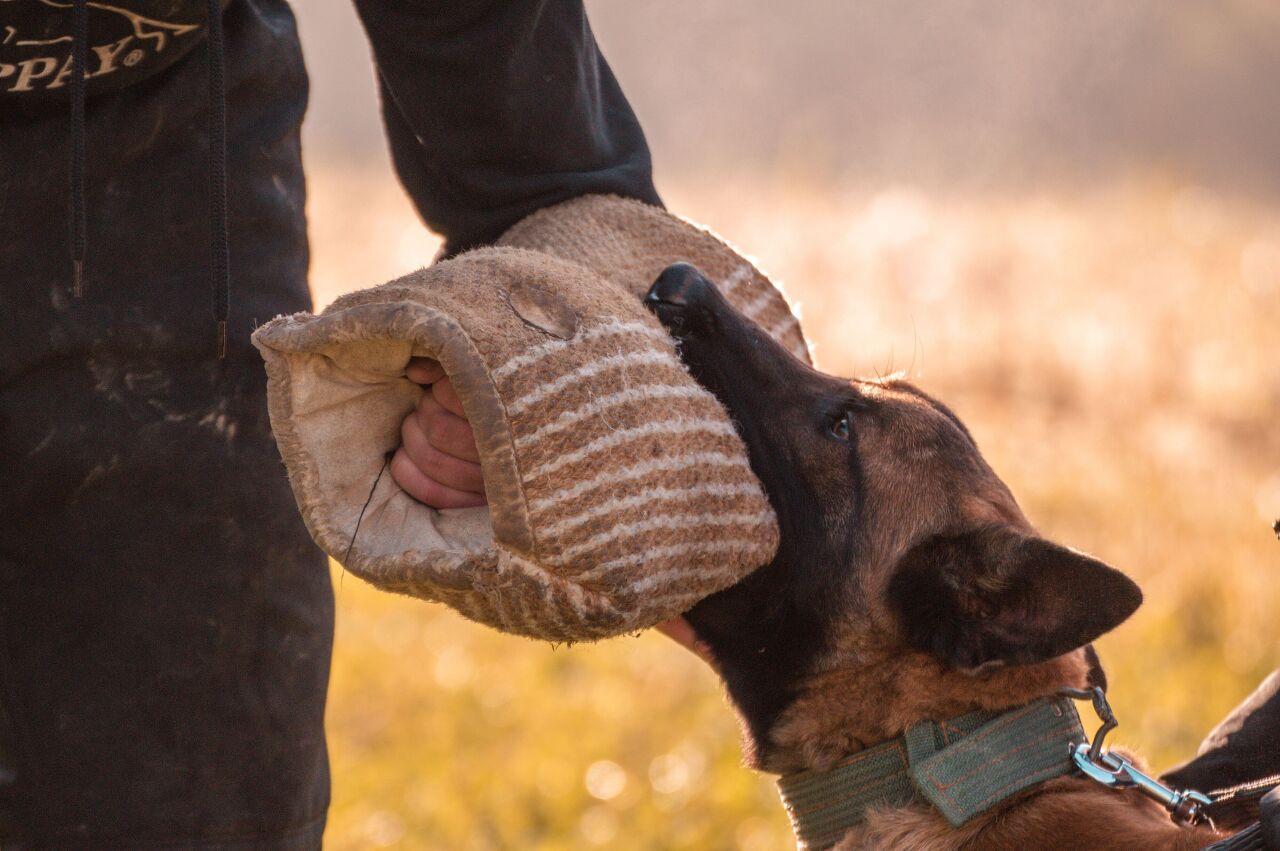 What to do after a dog bite: steps to take next