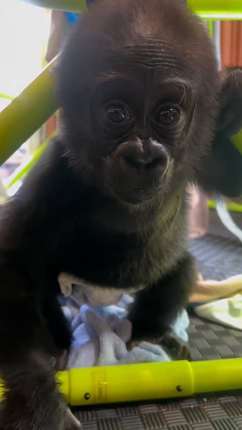 Baby gorilla charms viewers with playful behavior