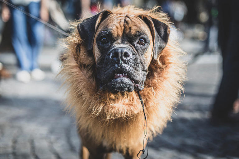 Most expensive dogs 2026: These are the 10 most expensive breeds of ...