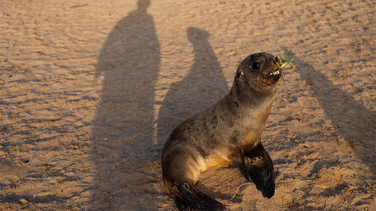 Rescuers found 3 similar fishing hooks on seals in just 2 weeks - all ...