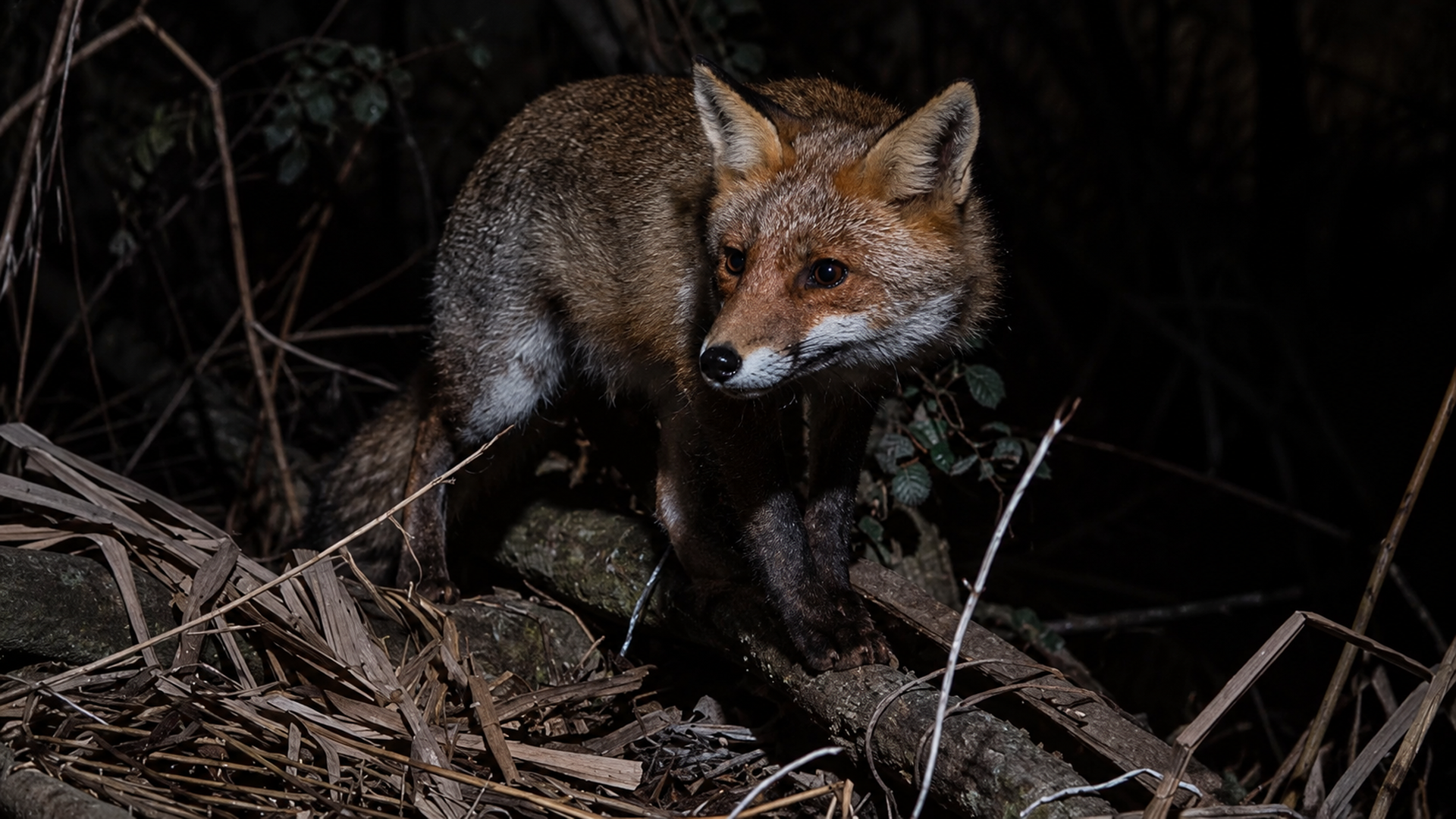 Rare wildcat behavior caught on DSLR camera trap
