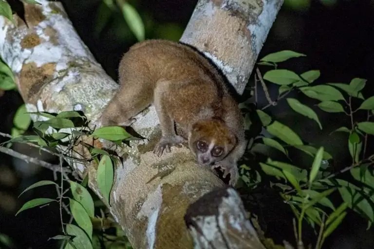 Scientists thought this venomous primate might be extinct. It was ...