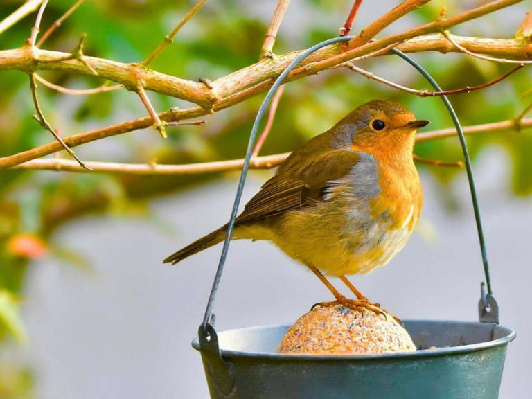 Robins will come into gardens every day if you replace seed with a ...
