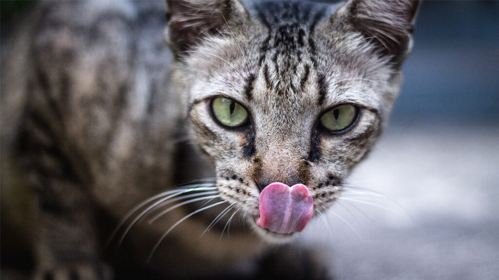 The disturbing secret behind your cat