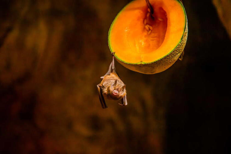 Bat Week shines a light on bats' role in nature and the need to protect ...