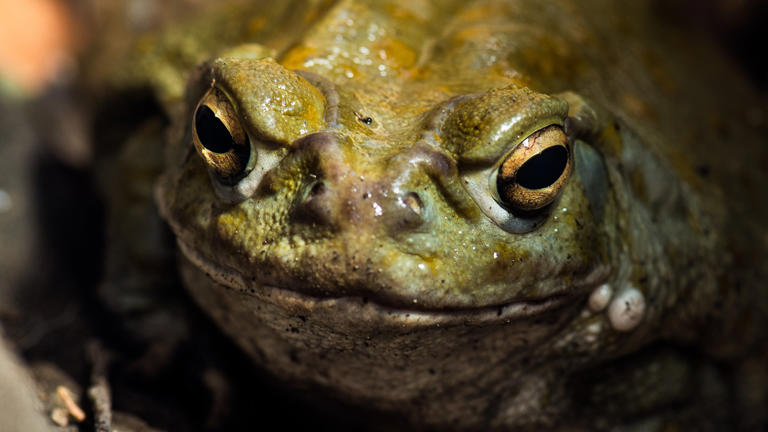 Scientists tested a toad venom psychedelic on treatment-resistant ...