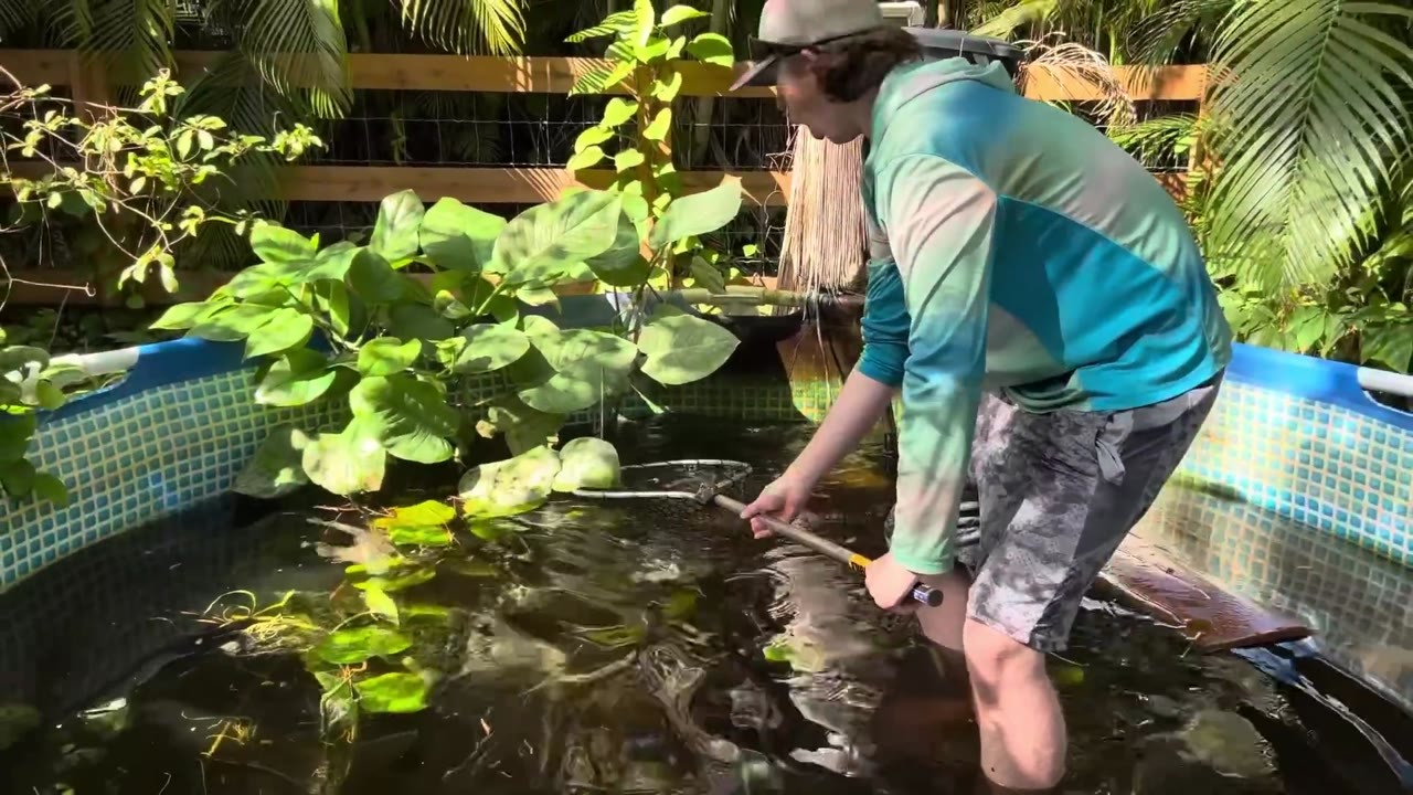 A pond owner transfers his large fish into a new pond