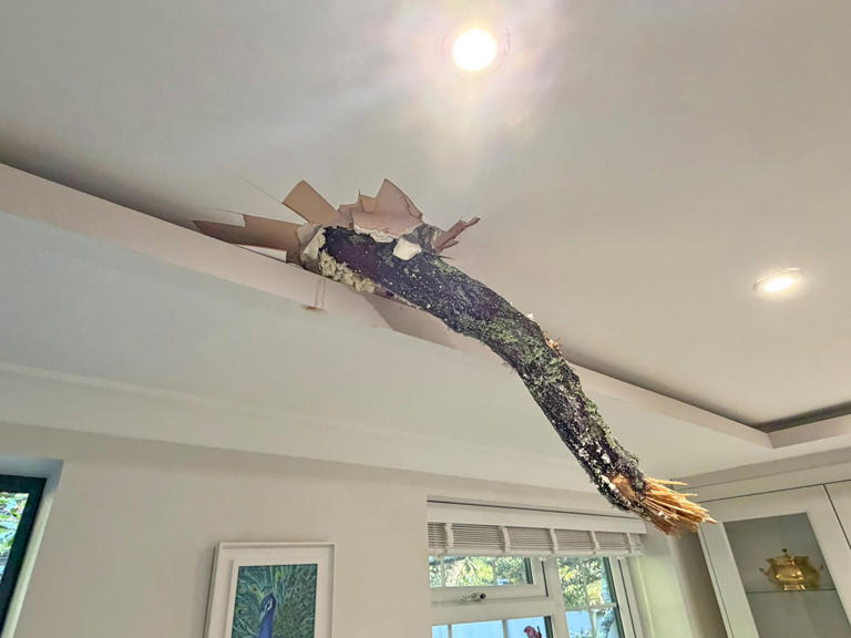Tree smashes through roof of family home and covers teenager in glass