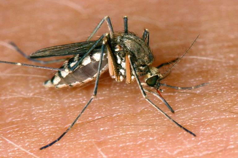 Seven people contracted West Nile virus in Germany this year