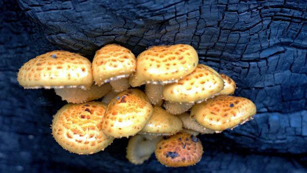Hongos y bacterias: la clave invisible para que los bosques quemados de ...