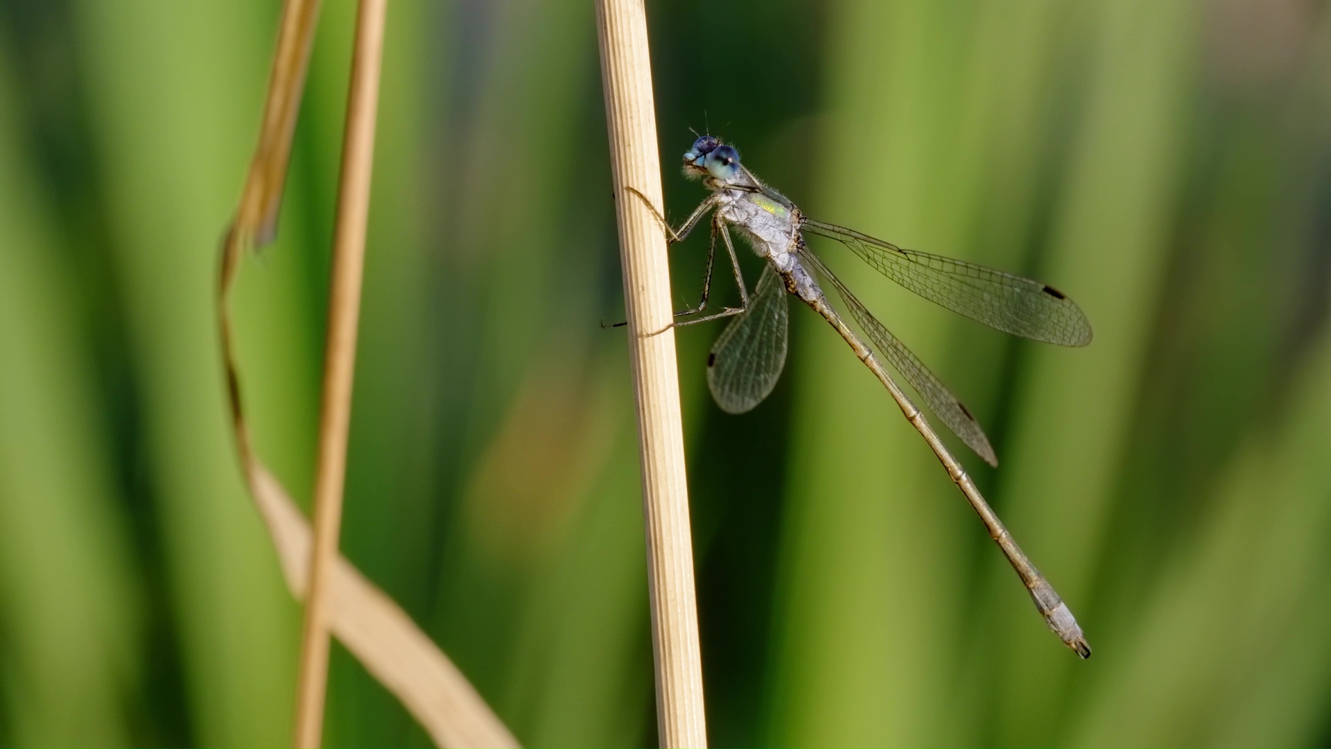 Beautiful emerald damselfly resting gracefully on a grass stem