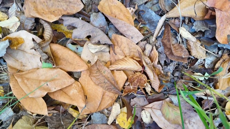 Here’s why: to ‘leaf’ the leaves alone