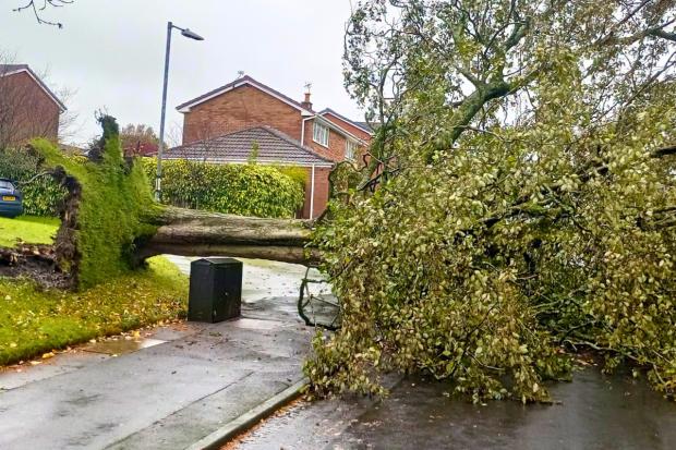 Fallen tree still causing problems on estate after it came crashing ...