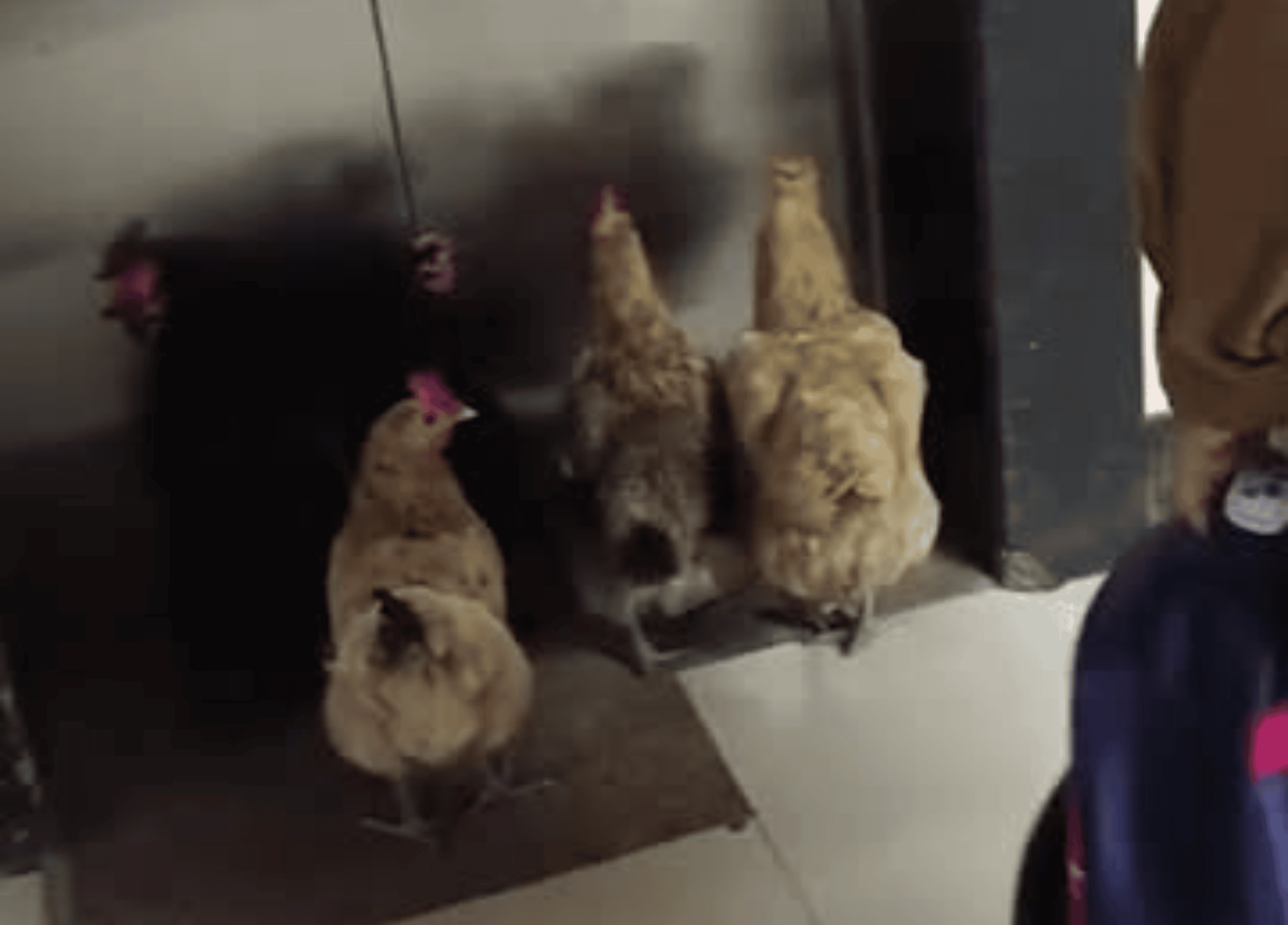 Residents stunned as well-behaved hens wait patiently for lift