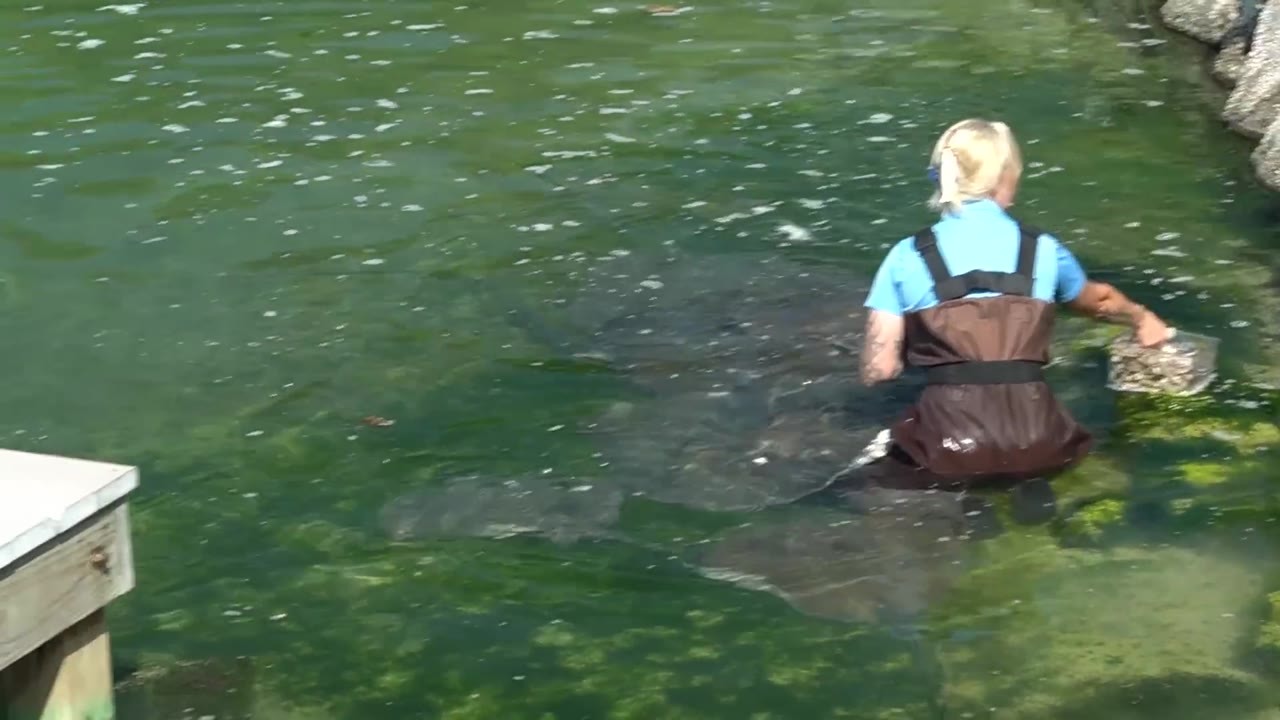 A Florida Oceanographic tour explores a lagoon filled with sharks, rays ...
