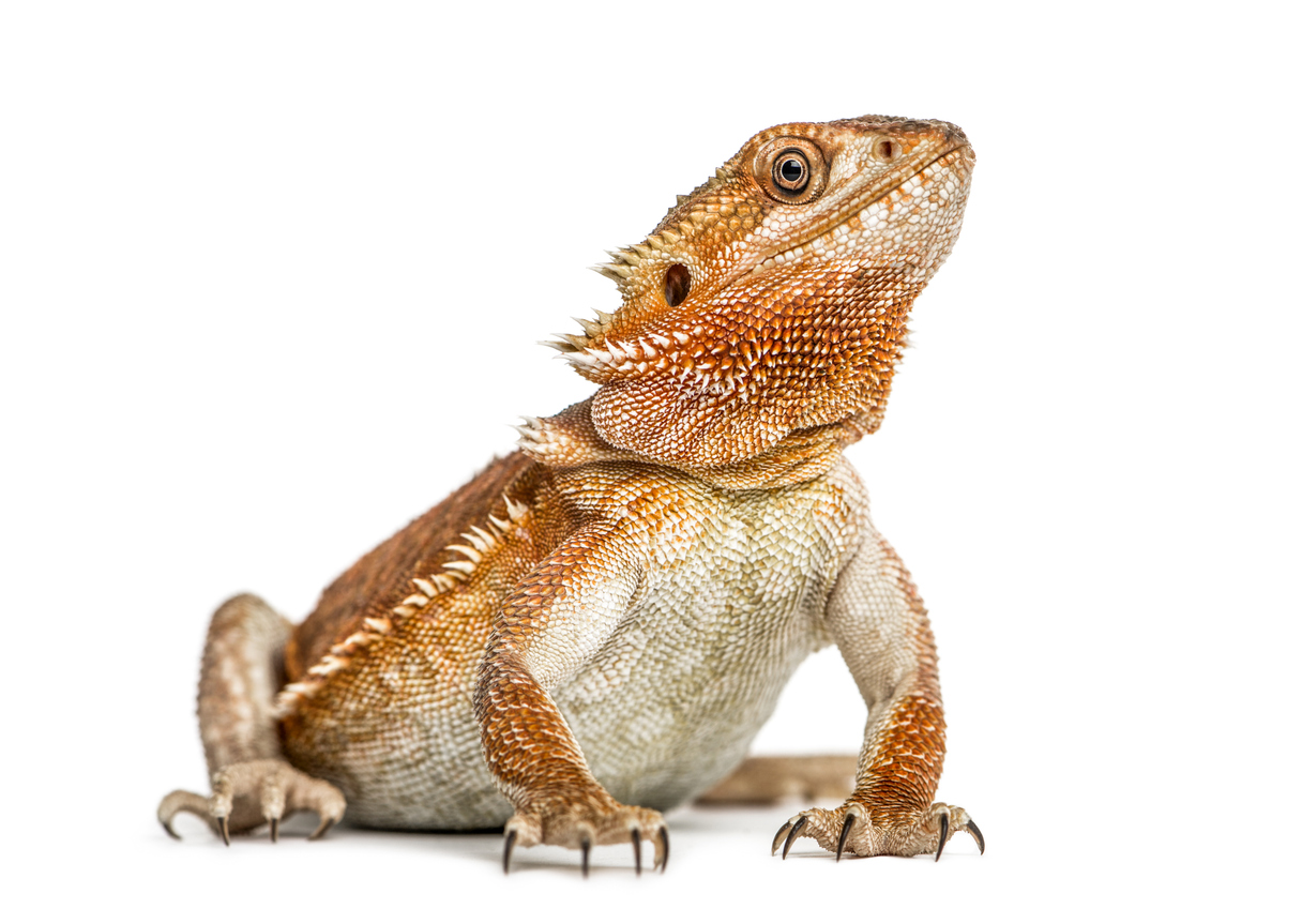 Pogona vitticeps: un piccolo drago