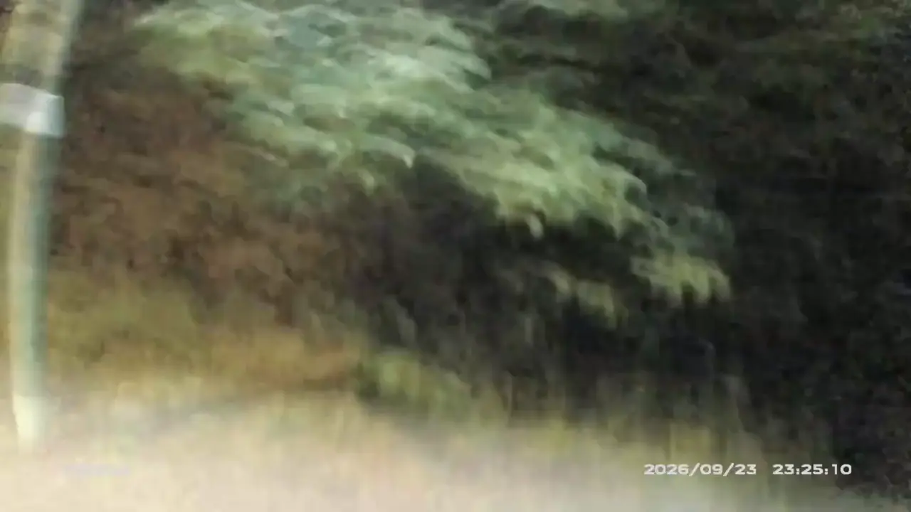 Police dog Ghost sniffs out disqualified driver