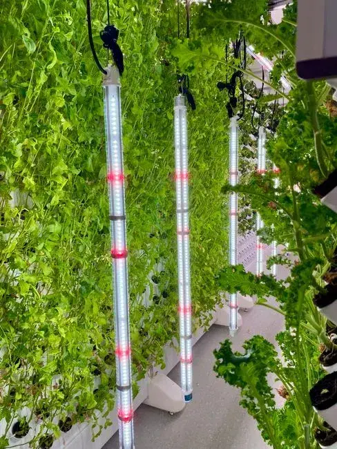 Vertical farming grows crops indoors on stacked shelves under LED light