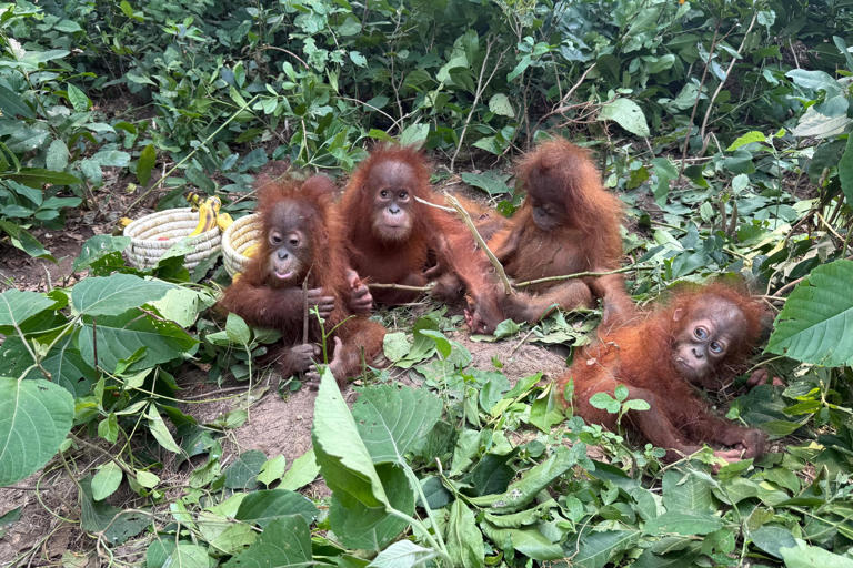 Baby orangutans in India expose illegal wildlife trade