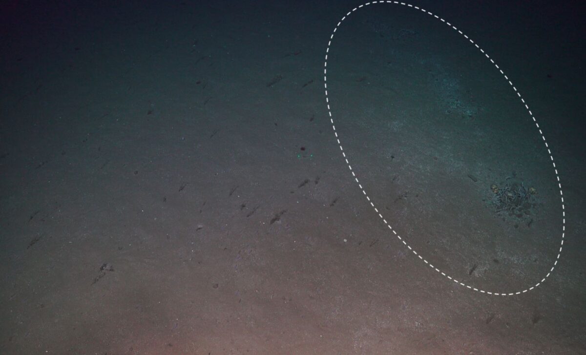 A robot scooped up sediment from a strange patch of the Arctic seafloor ...