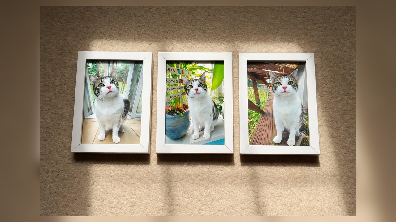 Cats test their patience with a domino challenge