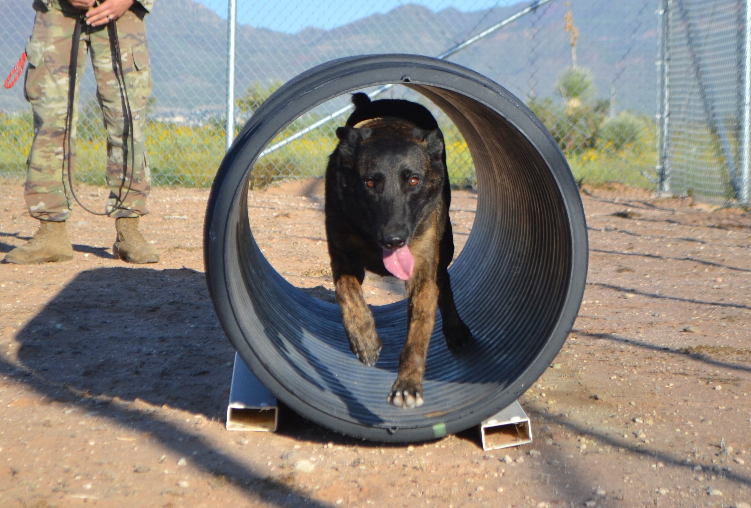 Defense startup wants to make genetically enhanced military dogs